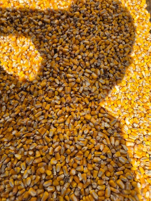 Vand porumb 1,25 kg transport gratuit