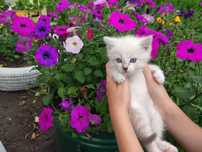 Отдам котят в хорошие руки