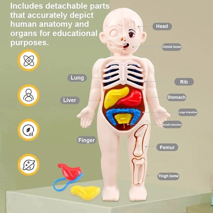 Jucarie educativa cu corpul uman, organe detasabile, NOUA
