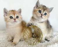 Британски златни котенца с родословие