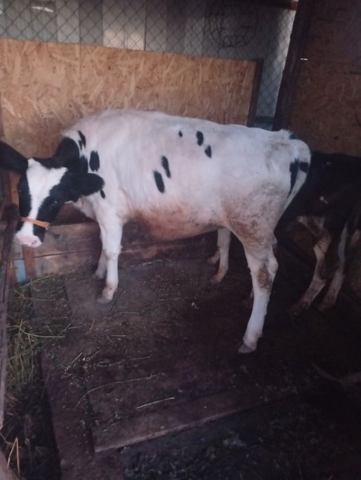 Vând vitea  in varsta de 4 luni jumate