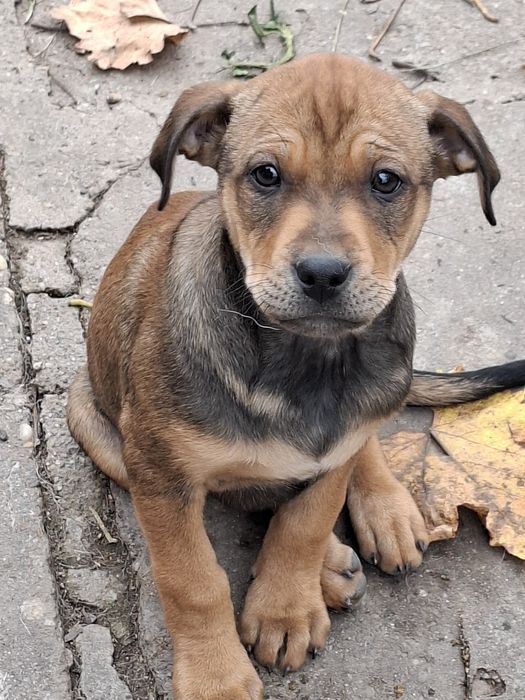 Кученца-Питбулчета