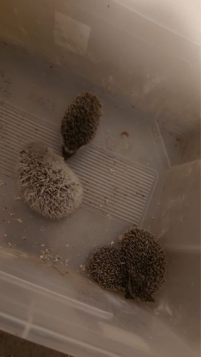 Vand Arici pitic african