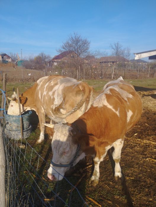 Vând 2 vaci cu lapte