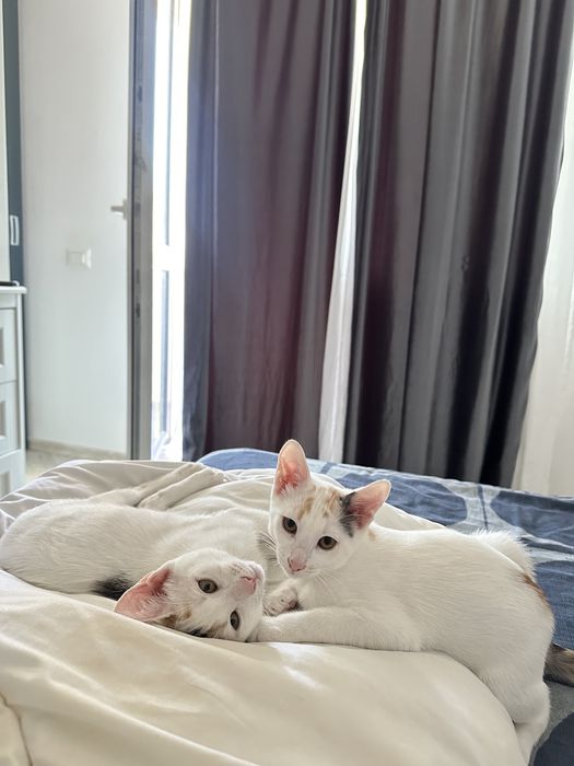 Pui pisici ADOPȚIE