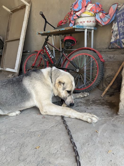 Собака тобет еркек 7.5 месяц