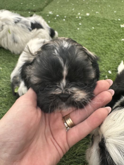 shih tzu de vanzare
