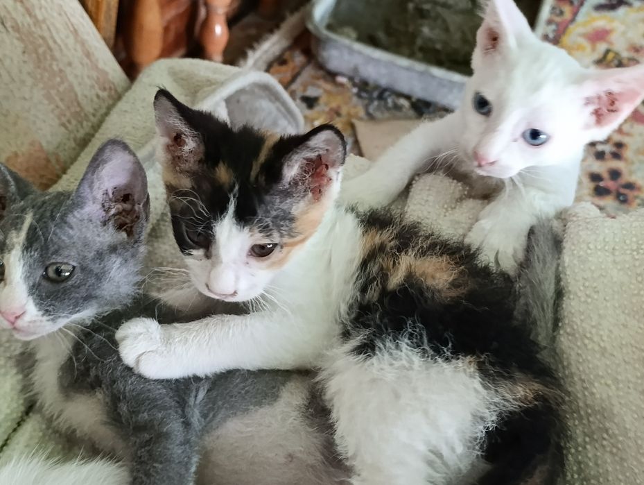 Котята милые и смышлённые.