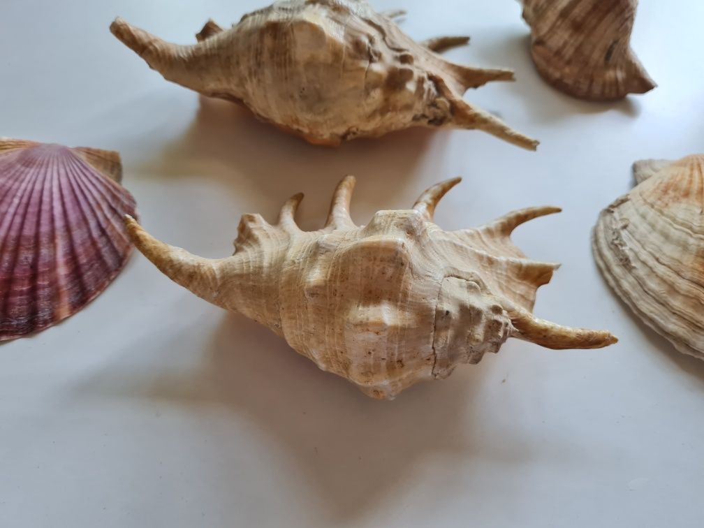 Крупные натуральные раковины моллюсков