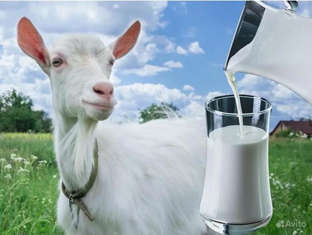 Козье молоко Свежее