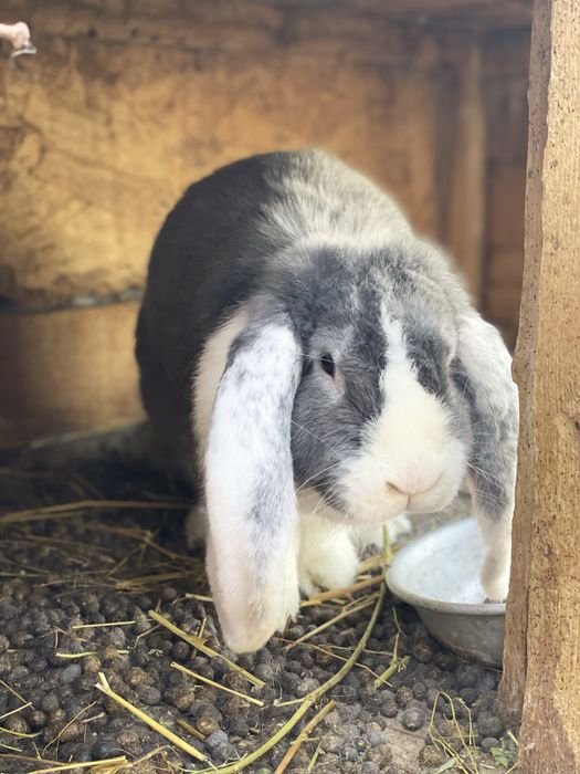 Кролик, парода: Французский Баран