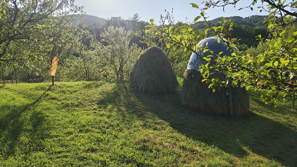 Fan de vanzare Jugur