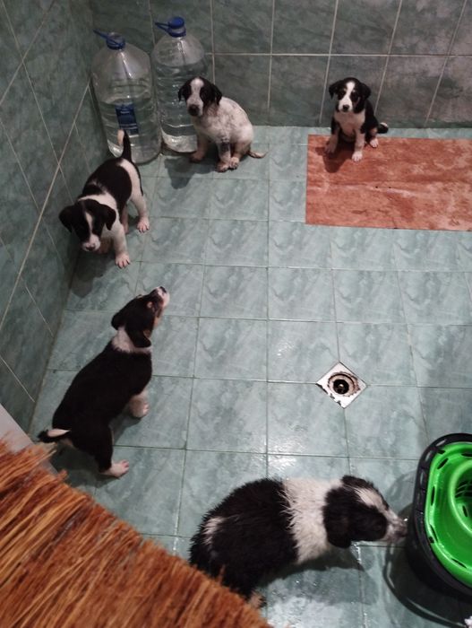 Дари грижа, ще получиш любов!