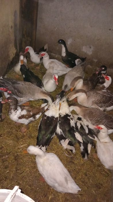 Rațe  găste cocosi găini schimb sau vănd