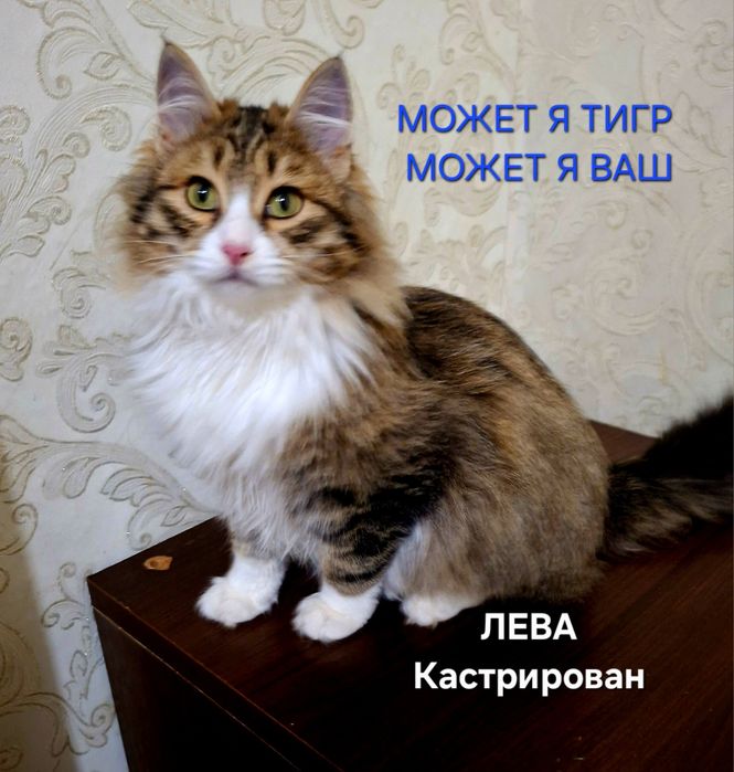 Ласковый котик Лева .Каастрирован