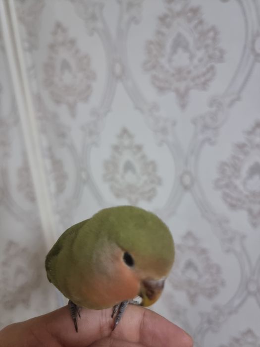 Lovebird, Nerazluchnik qo'lga ancha o'rgangan erkak(aniq emas)
