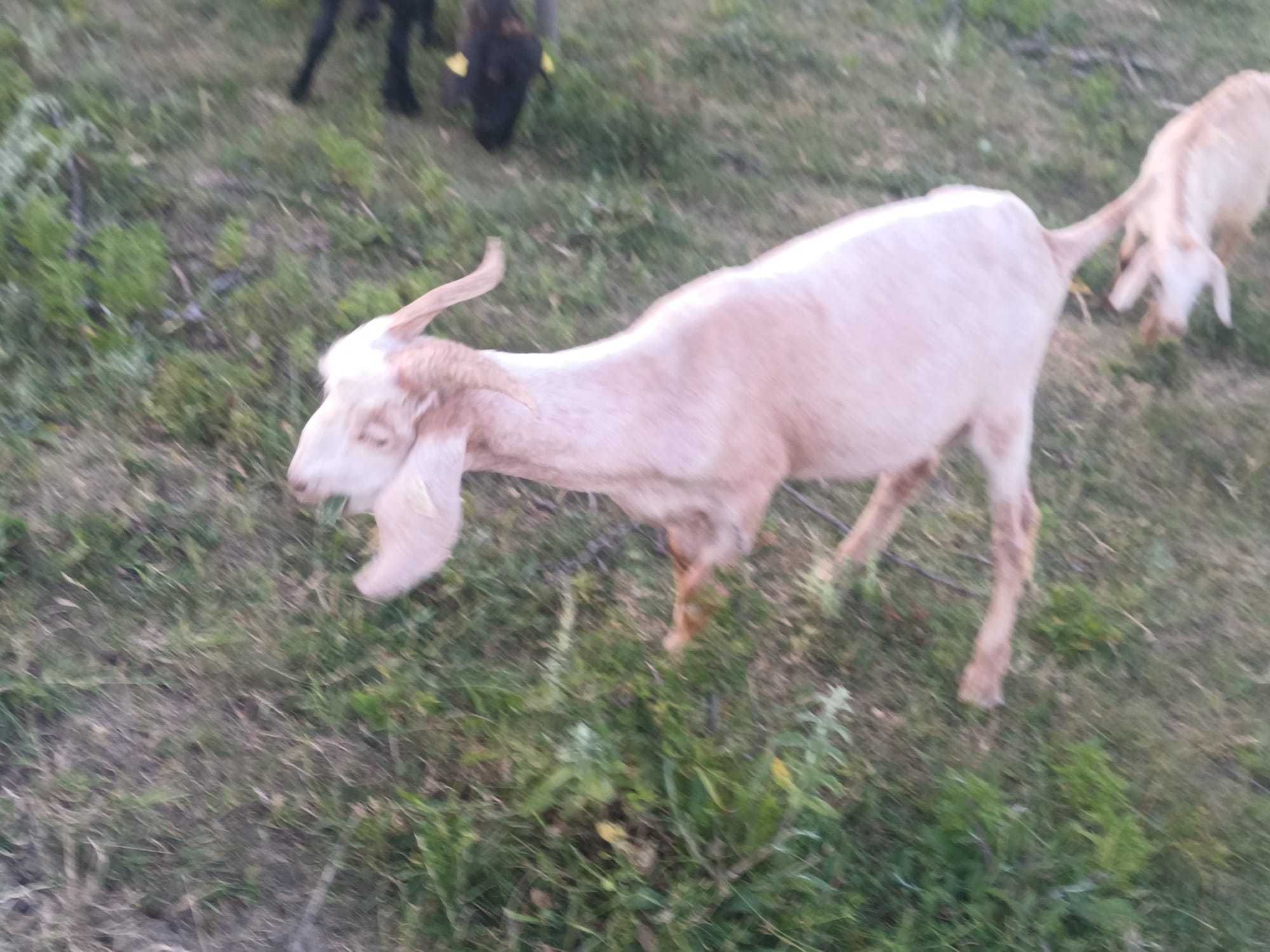 Vand tapi vatui pt prasila