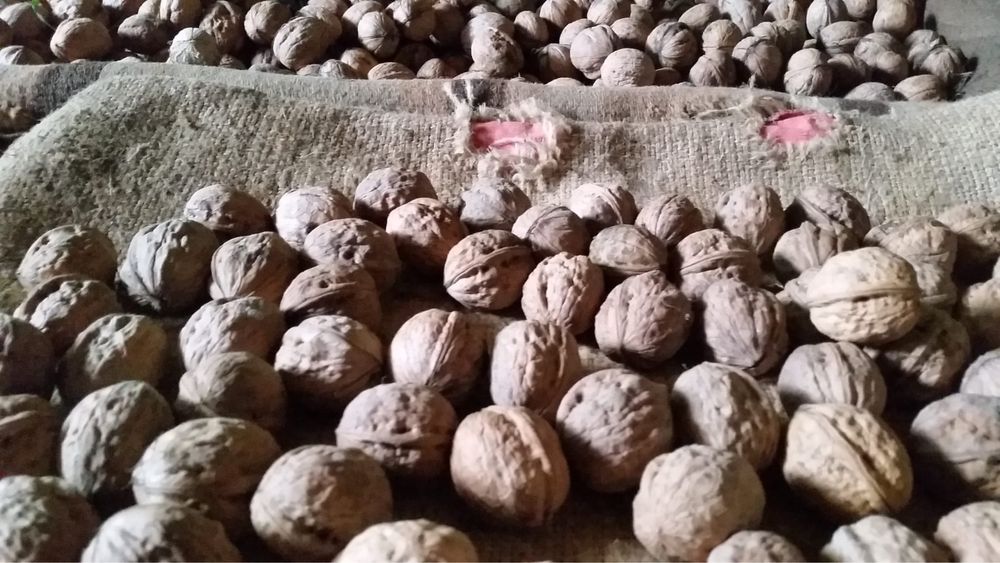 Vand nuci din anul 2025