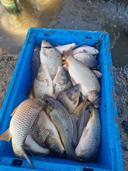 Зарибителен материал