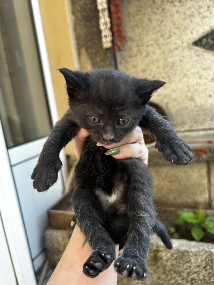 Подарявам котенца