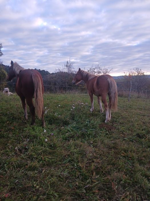 De vânzare pereche de mânji de un an jumate frați de tată