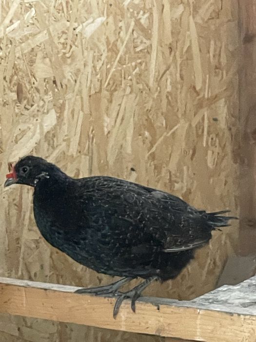 Fazani tenebros tineret