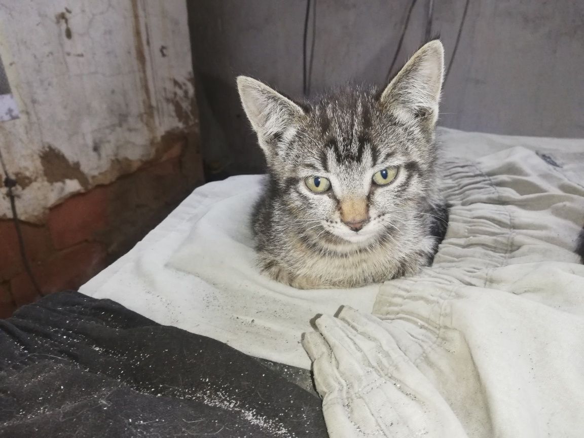 котята 1.5 месяца ищут дом и добрых хозяев