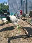 Cocos rasa Sussex HD herminat deschis varsta 2 ani