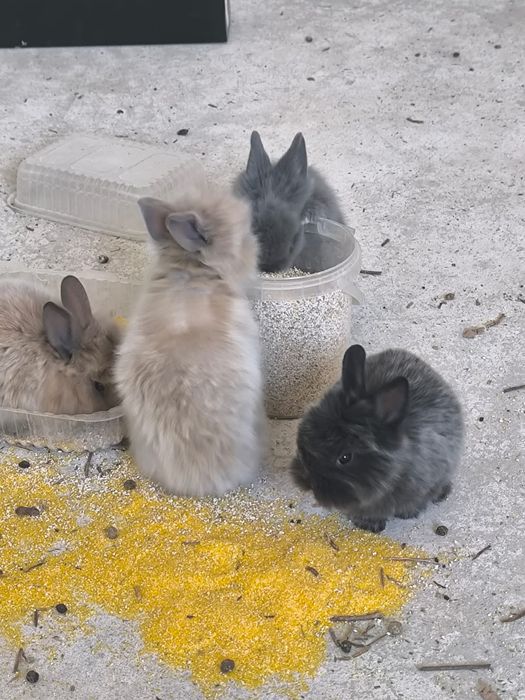 Кролики декоративные