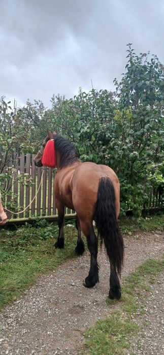 Vand mânz un an și 6 luni