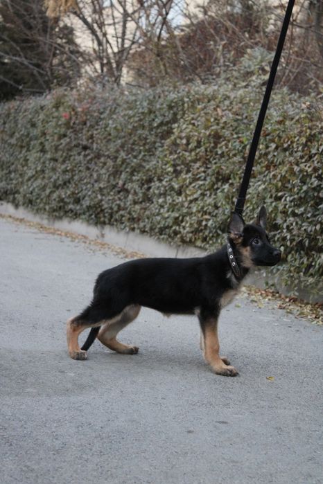 Премиальные щенки немецкой овчарки. КНОРК СКК-FCI