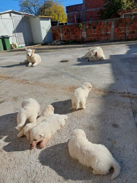 Бяла Немска Овчарка