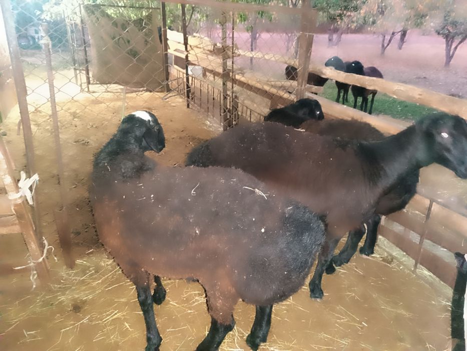 Qoʻchqor lar sotiladi 3ta
