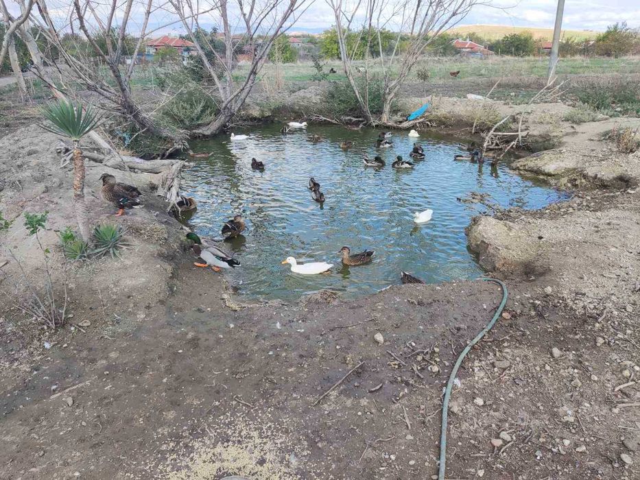 Продавам юрдечки