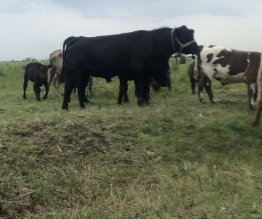 Продавам телета