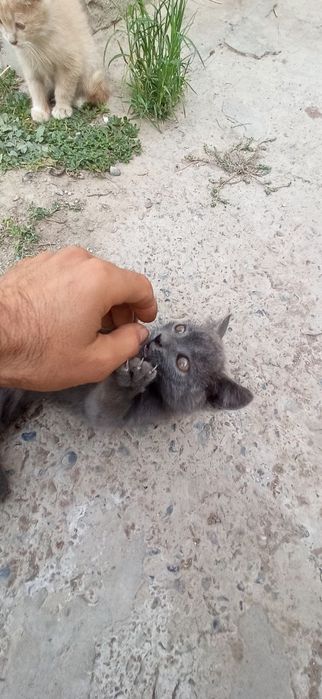 Barodasi bor mushu bolalari xadiyaga beriladi