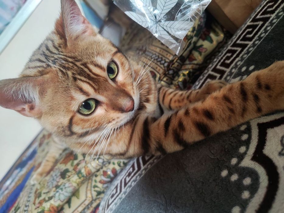 Bengal mushugi toza parodali