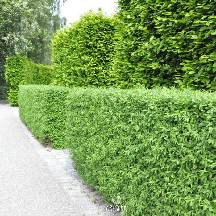 Обрезка деревьев. Формировка туи, ели. Стрижка живой изгороди.