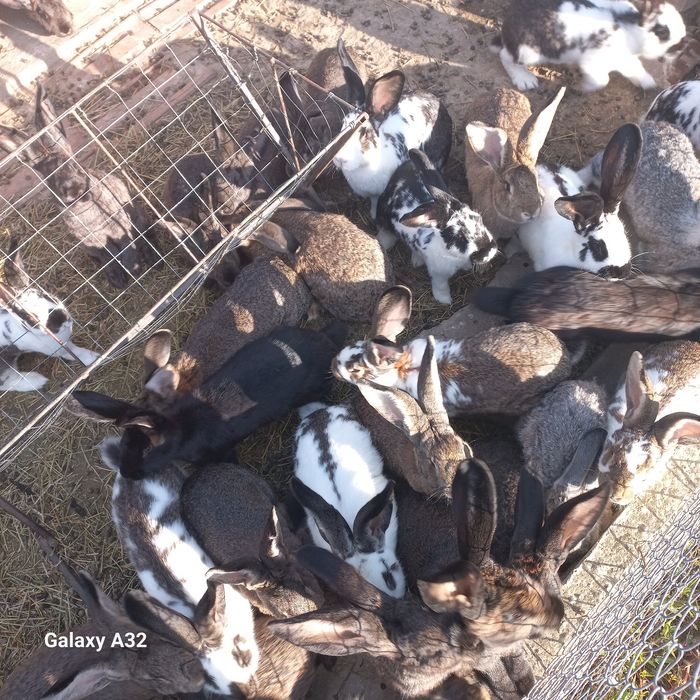 Vând iepuri de casă ..producție 2025 ..100 RON/buc