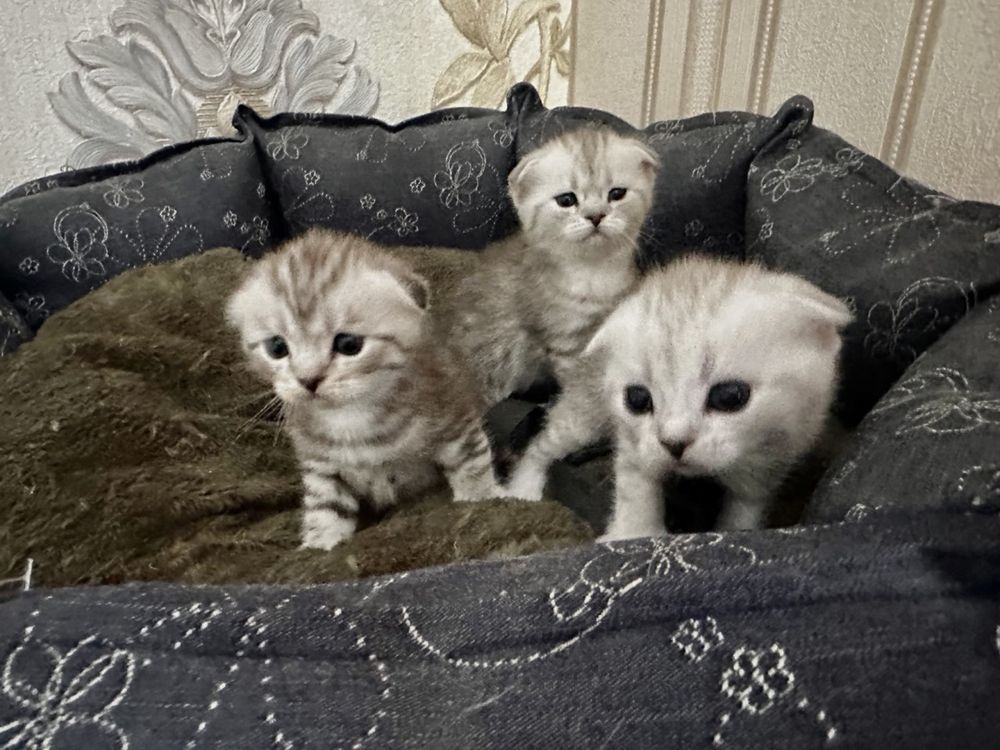 Продаю - Чистокровные  Скотиш Котята