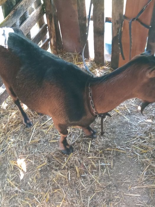 Care alpine originala