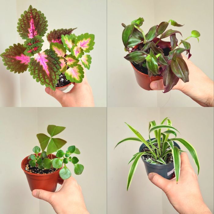 Колеусы Аихризон Хлорофитум