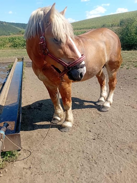 Vând harmasar foarte cuminte vârstă de 5 ani  fac și schimb cu oi