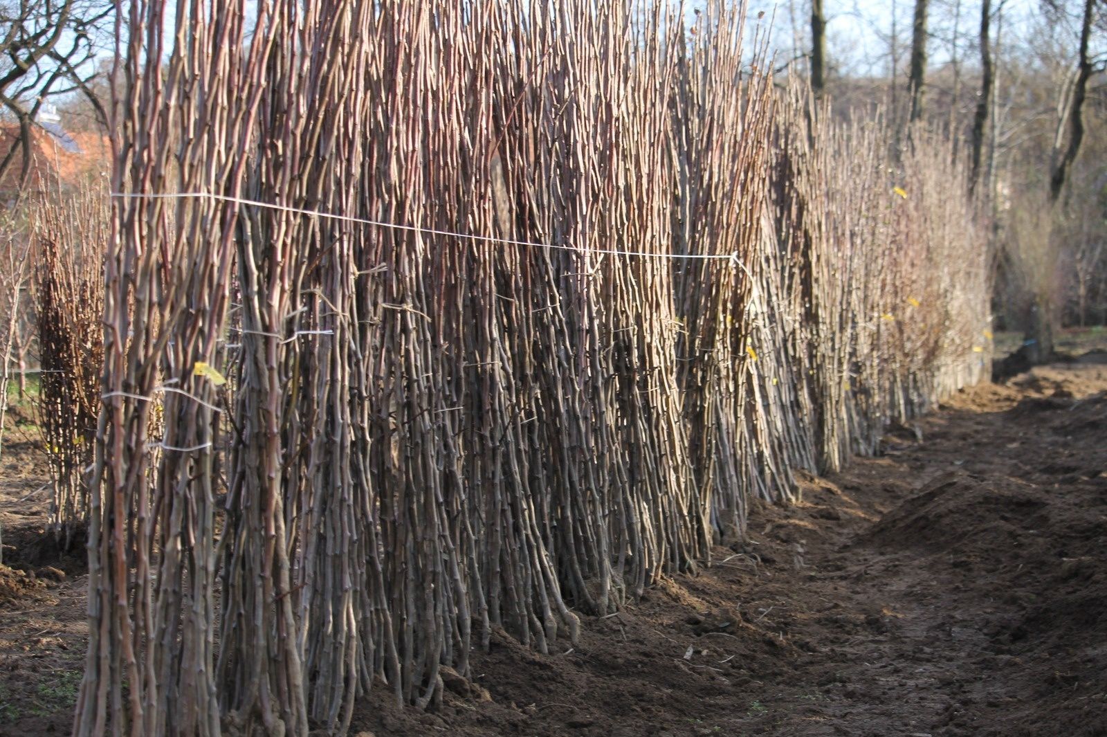 Pepiniera Cristea produce pomi fructiferi și tuya Chiparos Leyland