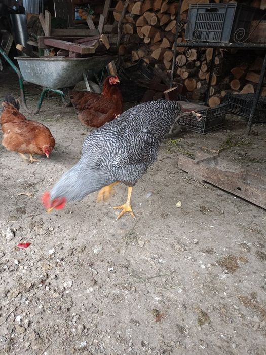Cocosi australop plymont