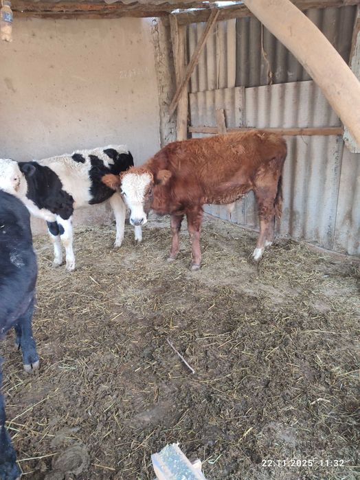 Chorva mollar sotiladi