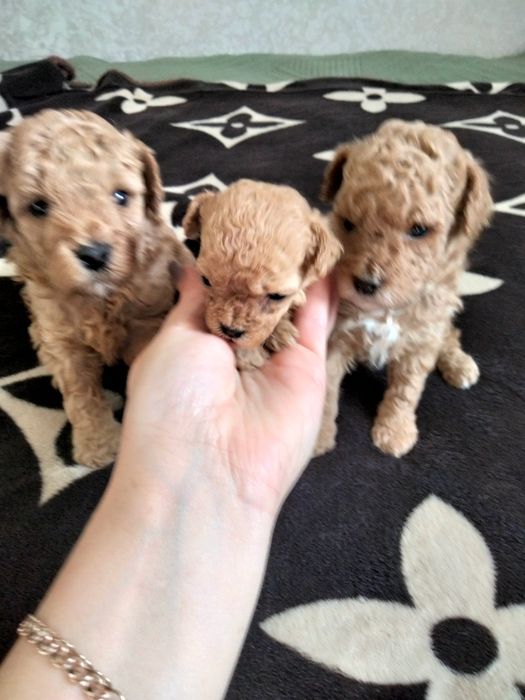 Продаются той пуделята,родились 18.09.25.