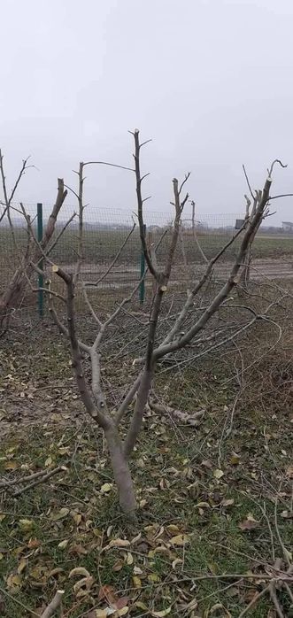 Tualetam pomi fructiferi și vita de vie
