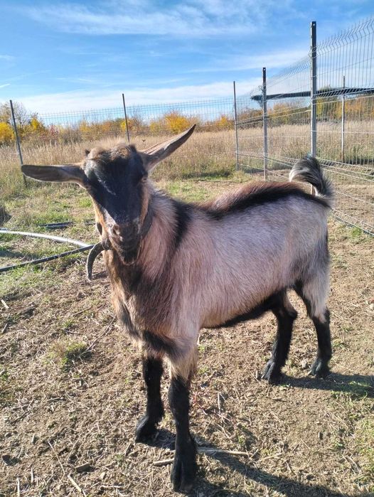 Vand ied pentru monta