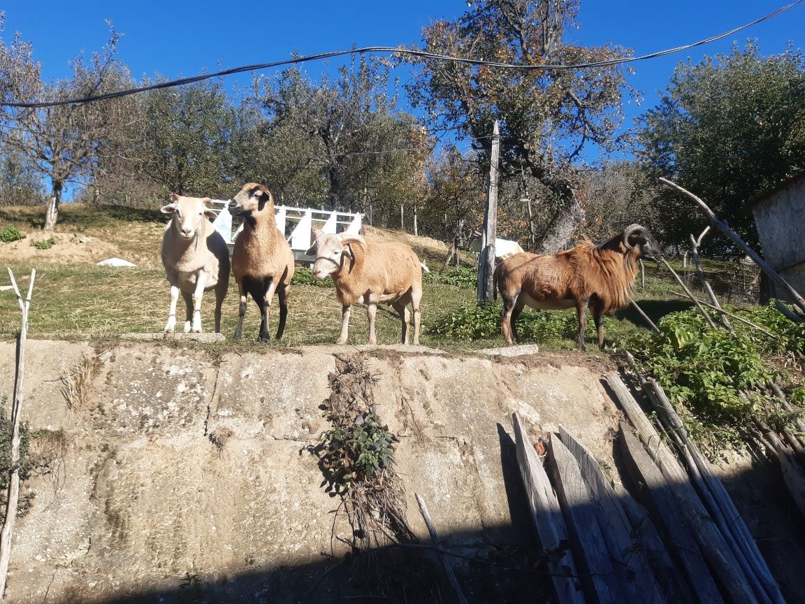 Vând oi de camerun